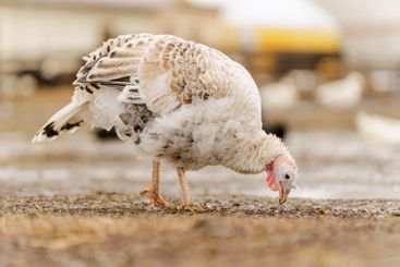 Domestic turkey confidently strides across the terrain...
