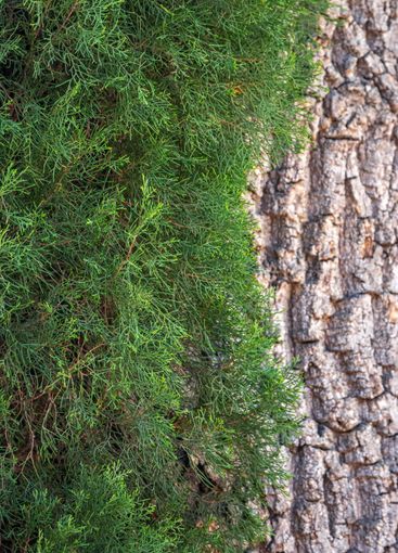 Juniper branches on the background of an old tree.