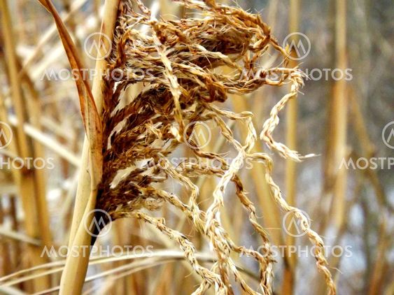 Natures Ropes