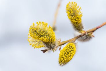 Nature awakes in spring. Blooming willow twigs and furry...