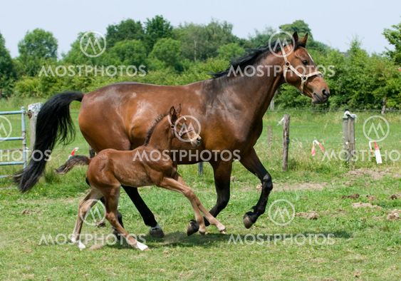 Running Horses