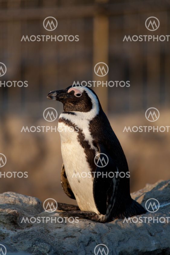 Penguin, The Magdalena, Santander, Cantabria, Spain
