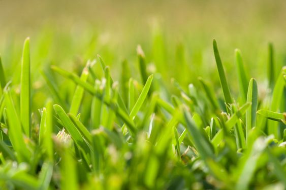 grass perspective (soft focus)