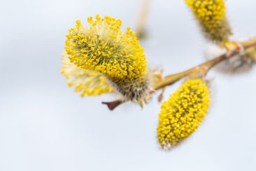 Nature awakes in spring. Blooming willow twigs and furry...