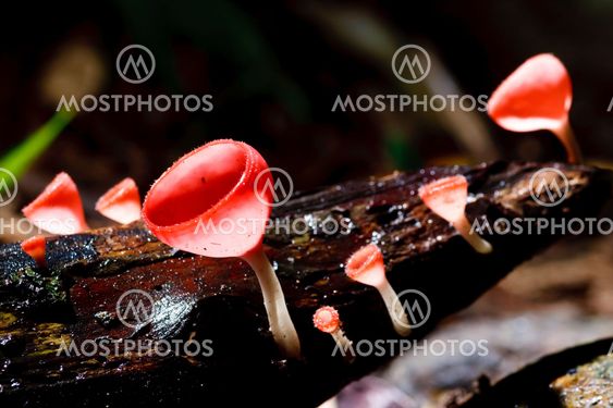 Orange mushroom