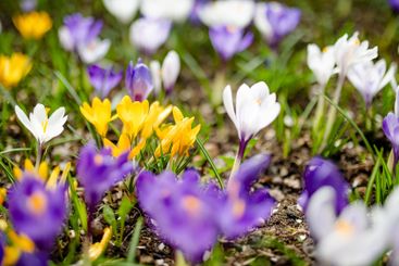Blooming crocus flowers in the park. Spring landscape.