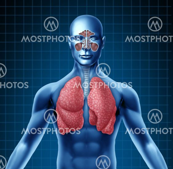 Human sinus and respiratory system