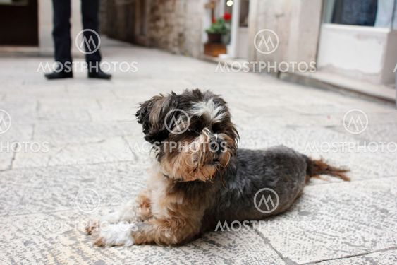 Hund i Split