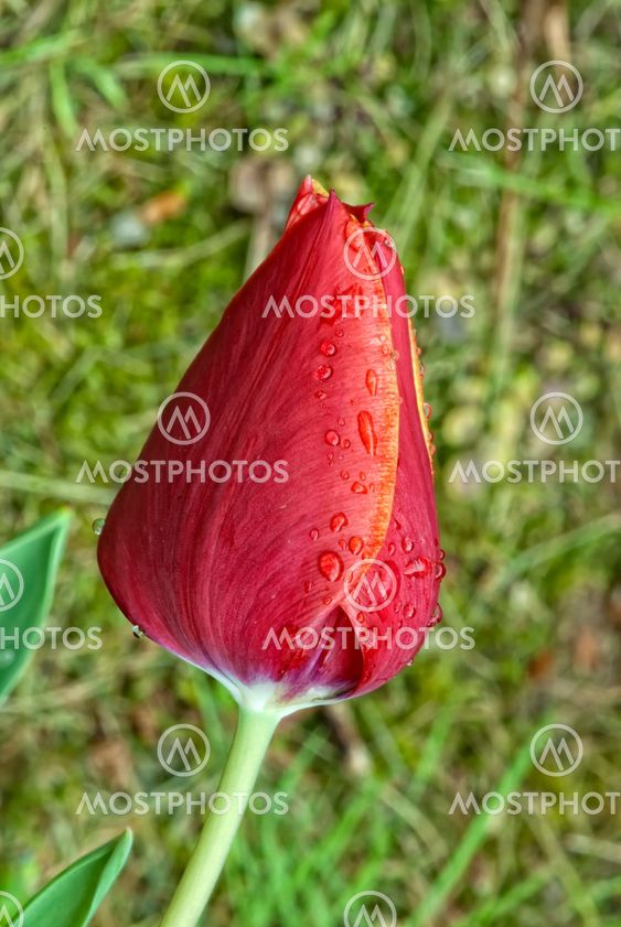 Tulip on a Tuscan Garden, Italy