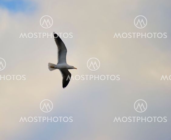 Lesser Black-backed gull