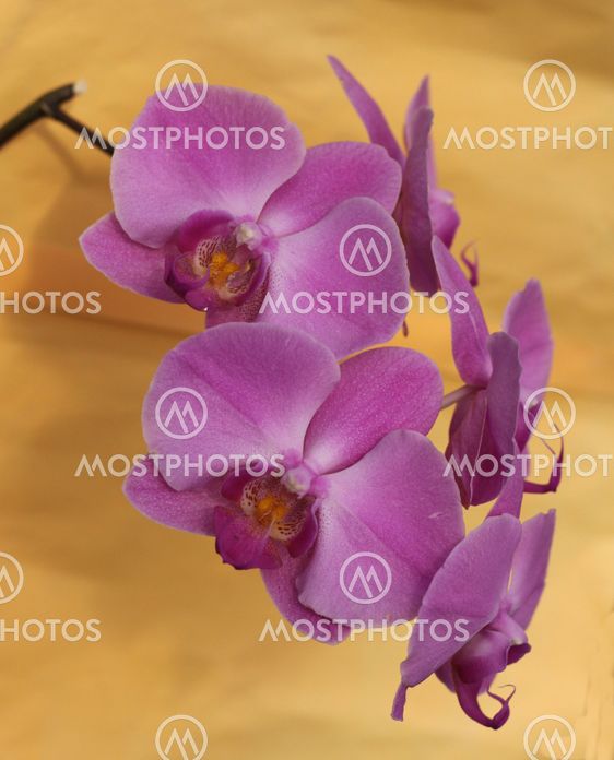 beautiful purple orchid - phalaenopsis