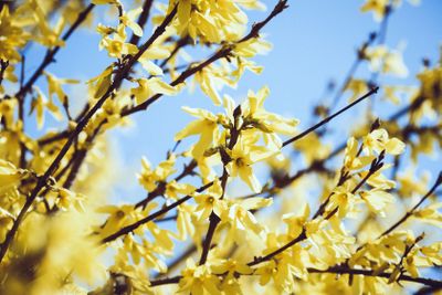 Forsythia europaea background