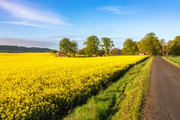 Dirt road with blooming rape field to a farm