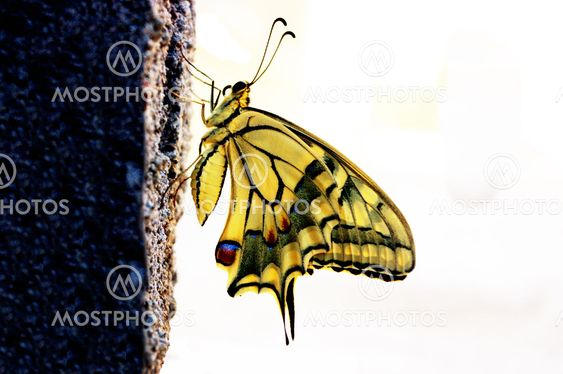 butterfly with the wings wide open