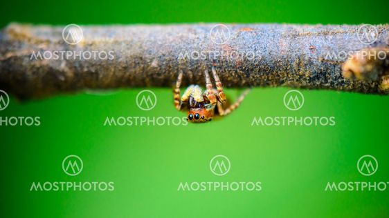 Jumping spider