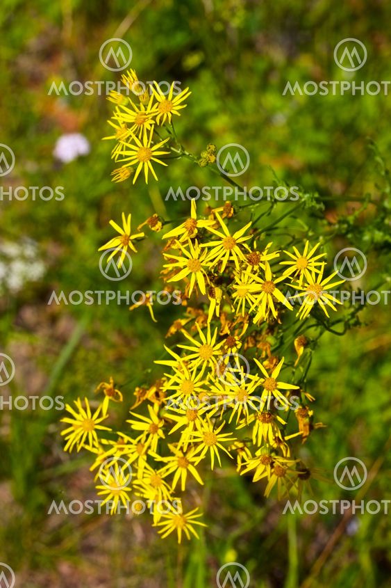 Yellow Flowers