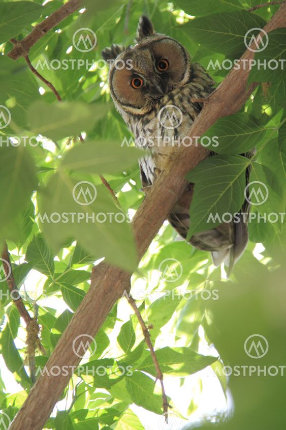owl on green tree