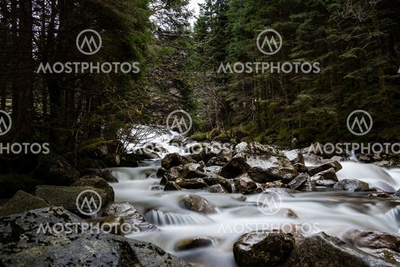 Forest river