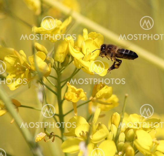 Bee