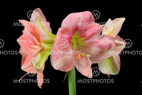 Amaryllis auf schwarz - Amaryllis on black 17