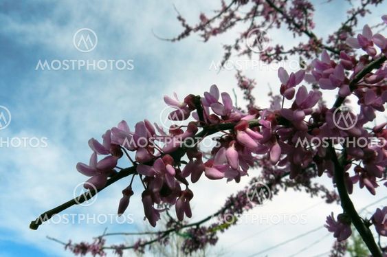 Redbud tree blossoms
