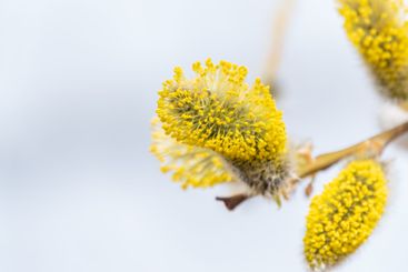 Nature awakes in spring. Blooming willow twigs and furry...
