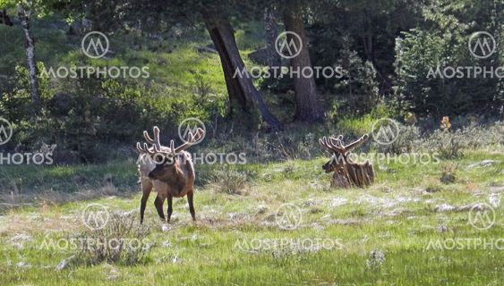 Two bull elk in meadow