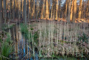 leaves, reed and warm sunlight on ditch in dutch forest...