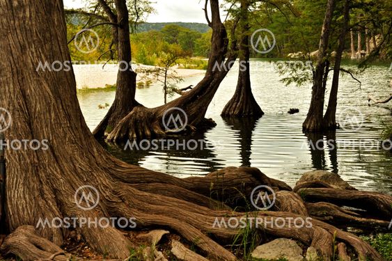 Strong Roots