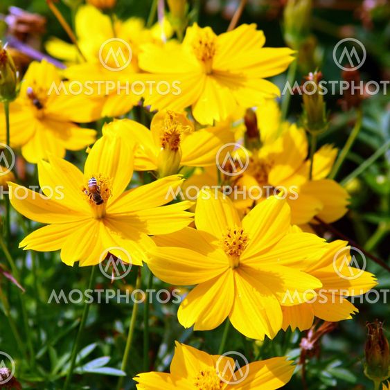 Kaunis keltaisessa kukassa (Cosmos)