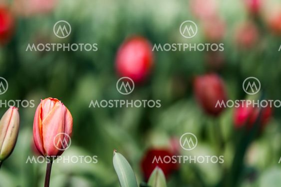 Peony flowers in the field