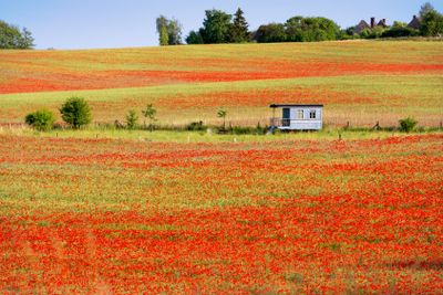 Early summer landscape