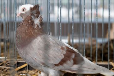 Elegant brown Pigeon with Unique Feathers in Cage Setting