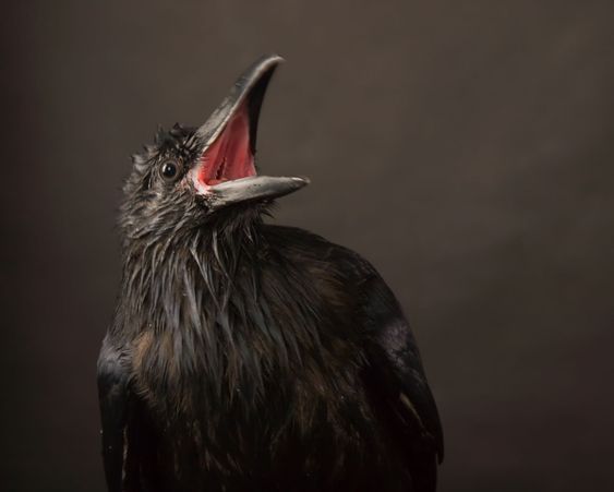 black raven