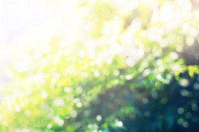 Morning light through summer green goliage. Natural