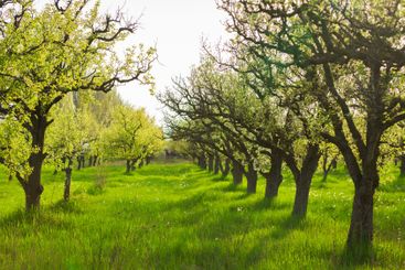 Vibrant green orchard with blooming trees in a serene...