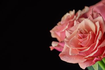 Flowers, roses and bouquet on black background with...
