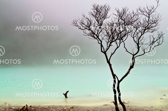 Tree and Foggy Surface
