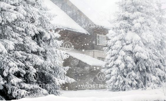 Frost covered pine trees in snow