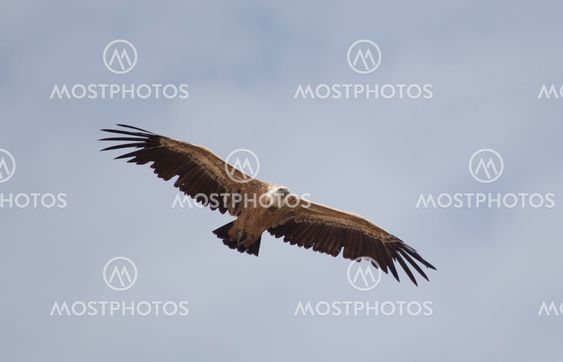 Vulture, Hoces del Duraton, Segovia, Spain