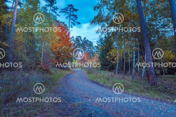 autumnal forest