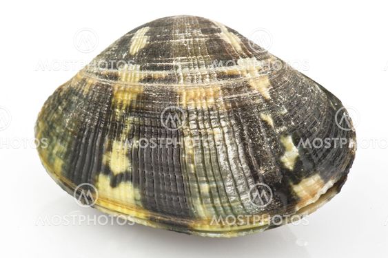 Venussimpukat