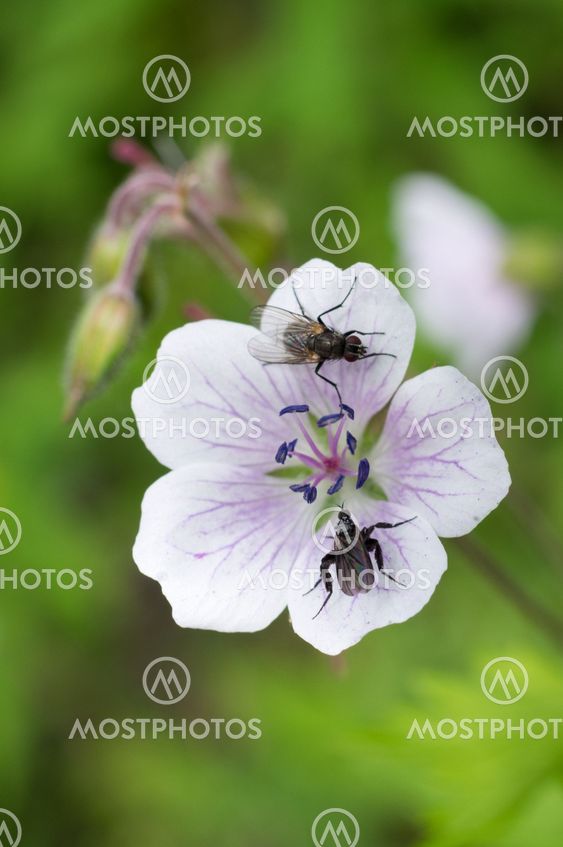 Insekter på blomma