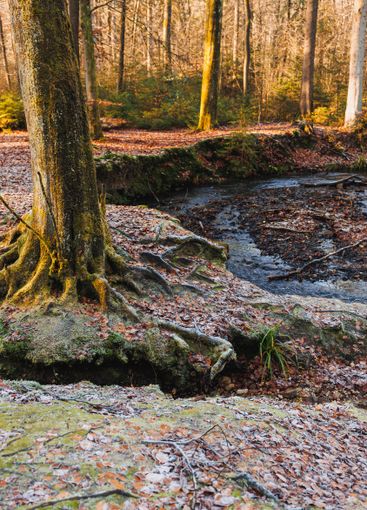 View of a forest river flowing through rocky terrain...