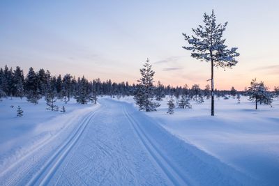 Ski trail middle of swamp after sunset
