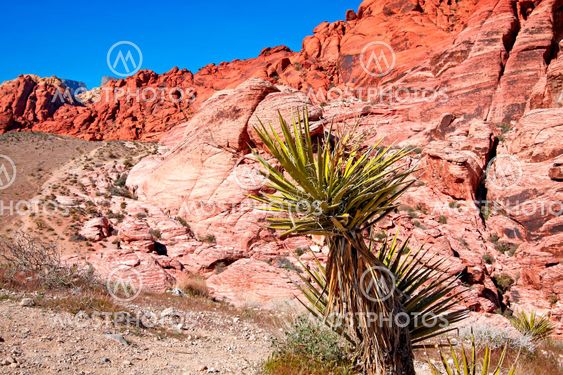 Visning af Mojave Desert.