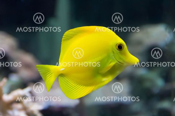 Zebrasoma yellow tang fish