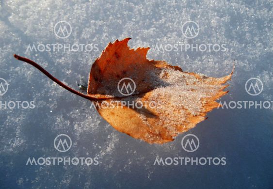 Yellow fallen frosty leaf on the snow