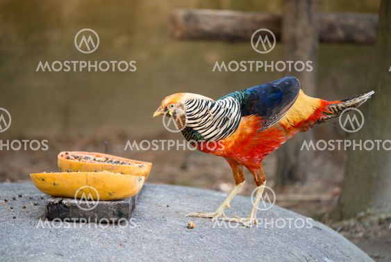 golden pheasant
