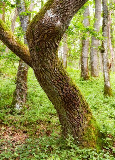 Tree, foliage and moss with greenery for season, climate...